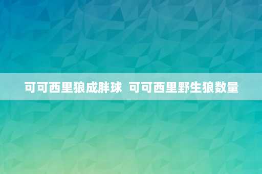 可可西里狼成胖球  可可西里野生狼数量