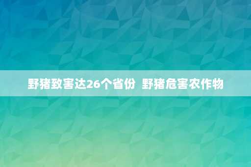 野猪致害达26个省份  野猪危害农作物