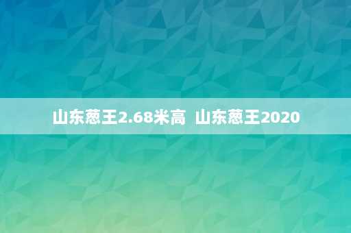 山东葱王2.68米高  山东葱王2020