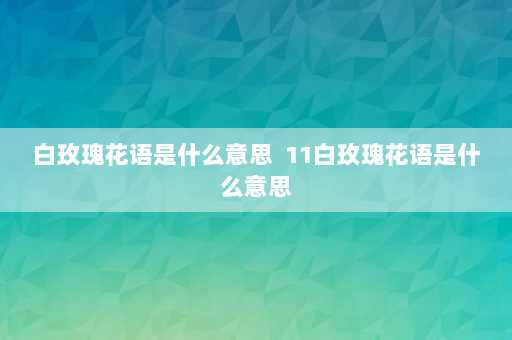 白玫瑰花语是什么意思  11白玫瑰花语是什么意思