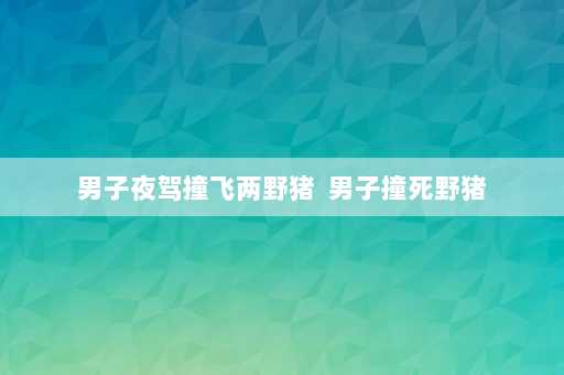 男子夜驾撞飞两野猪  男子撞死野猪